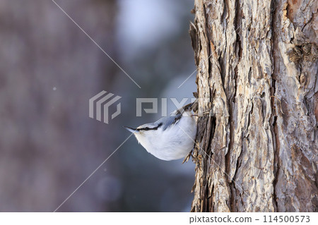 Nuthatch (photographed in Hokkaido) Nuthatch (photographed in Hokkaido) 114500573