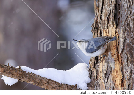 Nuthatch (photographed in Hokkaido) 114500598