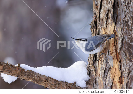 Nuthatch (photographed in Hokkaido) 114500615