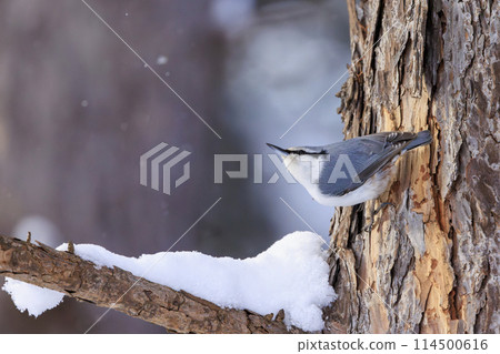 Nuthatch (photographed in Hokkaido) 114500616