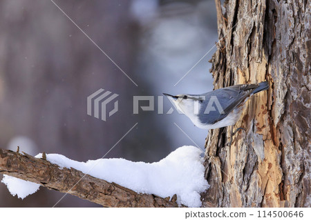 Nuthatch (photographed in Hokkaido) 114500646