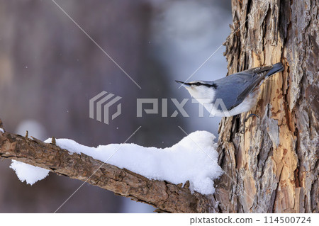 五子雀（拍攝於北海道） 114500724