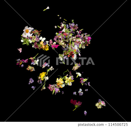 Colorful flower petals falling romantic black background isolated with real photo red, yellow, pink colorful flower petals flying. Love, romance floral spring season, wedding invitation 114500725