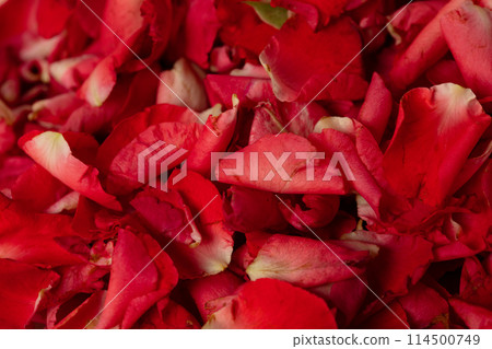 Macro close up of Rose petals pile. Love, romance and celebrate ceremony of wedding and religious ritual. Pile Many rose petals with honey dew water for fresh Macro close up of Rose petals pile. Love, romance and celebrate ceremony of wedding and religious ritual. Pile Many rose petals with honey dew water for fresh 114500749
