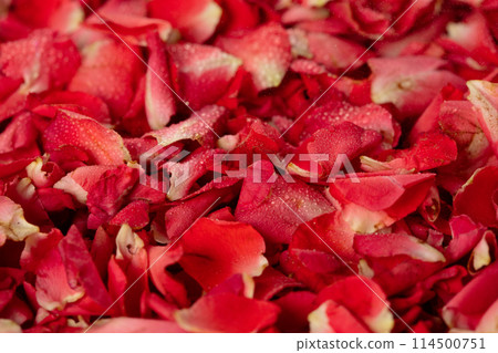 Macro close up of Rose petals pile. Love, romance and celebrate ceremony of wedding and religious ritual. Pile Many rose petals with honey dew water for fresh Macro close up of Rose petals pile. Love, romance and celebrate ceremony of wedding and religious ritual. Pile Many rose petals with honey dew water for fresh 114500751