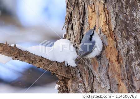 Nuthatch (photographed in Hokkaido) 114500768