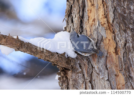Nuthatch (photographed in Hokkaido) 114500770