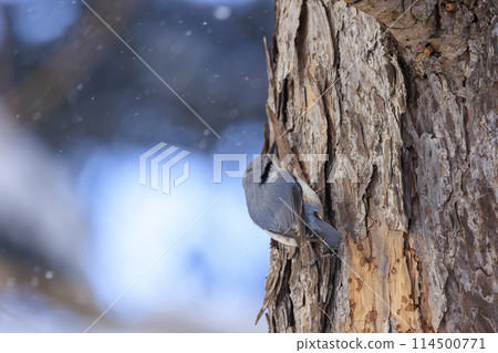Nuthatch (photographed in Hokkaido) 114500771