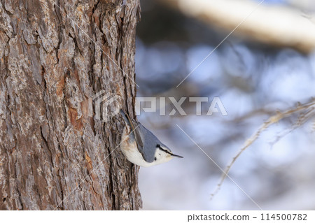 Nuthatch (photographed in Hokkaido) Nuthatch (photographed in Hokkaido) 114500782
