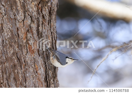 五子雀(拍攝於北海道) 五子雀(拍攝於北海道) 114500788