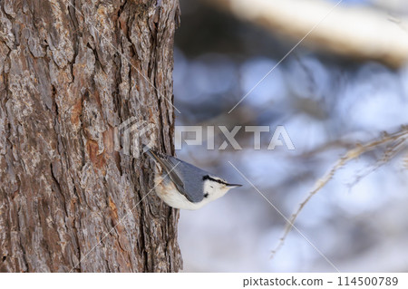 Nuthatch (photographed in Hokkaido) 114500789