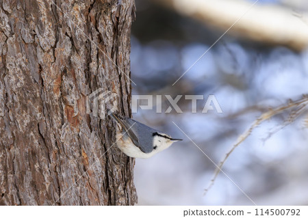 Nuthatch (photographed in Hokkaido) 114500792