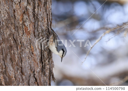 五子雀（拍攝於北海道） 114500798