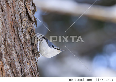 Nuthatch (photographed in Hokkaido) Nuthatch (photographed in Hokkaido) 114500805