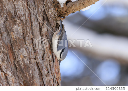 Nuthatch (photographed in Hokkaido) Nuthatch (photographed in Hokkaido) 114500835