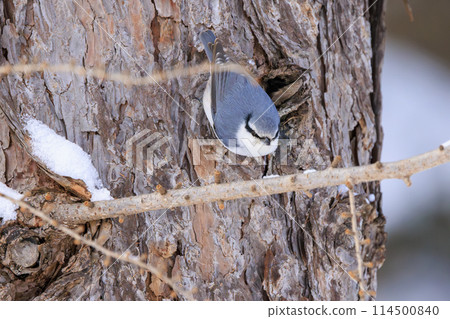 Nuthatch (photographed in Hokkaido) Nuthatch (photographed in Hokkaido) 114500840