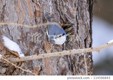 五子雀（拍攝於北海道） 114500843