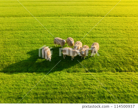 An aerial view of the sheep. Agriculture and animal husbandry.  114500937