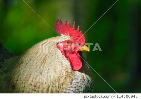 Portrait of a rooster. Brightly colored crest on the head of a rooster. Blurred background. 114500945