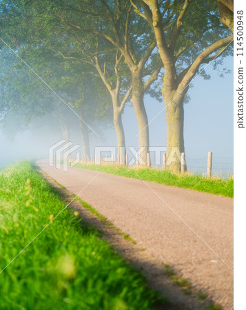 Fog during the morning hours. Trees and path for walking. Natural landscape.  114500948