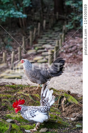 Free-range chickens (Tenri City, Nara Prefecture) Free-range chickens (Tenri City, Nara Prefecture) 114500989