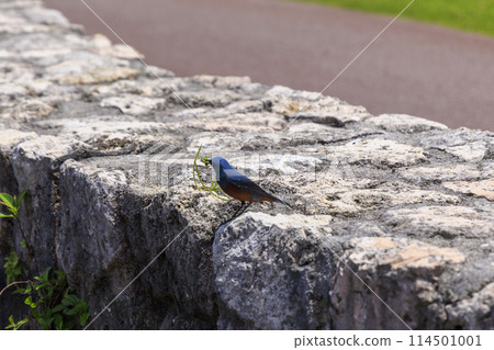 Rock Thrush (photographed in Okinawa) Rock Thrush (photographed in Okinawa) 114501001