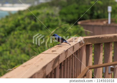 Rock Thrush (photographed in Okinawa) Rock Thrush (photographed in Okinawa) 114501018