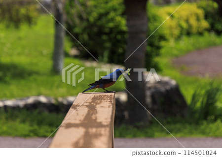 黃腹鵯（拍攝於沖繩） 114501024