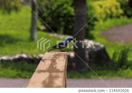 黃腹鵯（拍攝於沖繩） 114501026