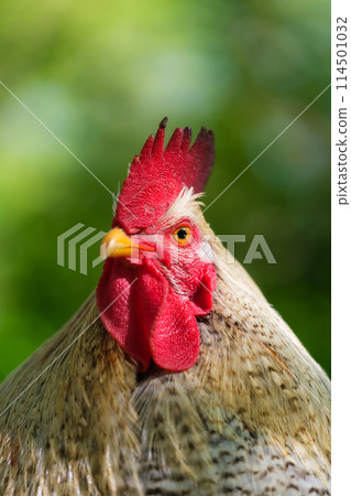 Portrait of a rooster. Brightly colored crest on the head of a rooster. Blurred background.  114501032
