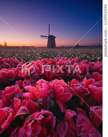 Windmill and flowers in the Netherlands. Field with tulips during blooming time. Windmill and flowers in the Netherlands. Field with tulips during blooming time. 114501044