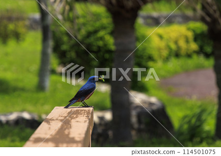 黃腹鵯（拍攝於沖繩） 114501075