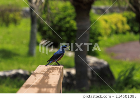 黃腹鵯（拍攝於沖繩） 114501093