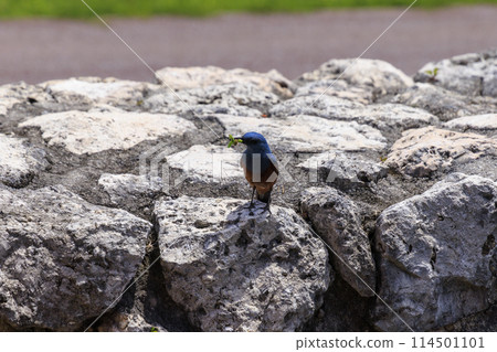 Rock Thrush (photographed in Okinawa) 114501101