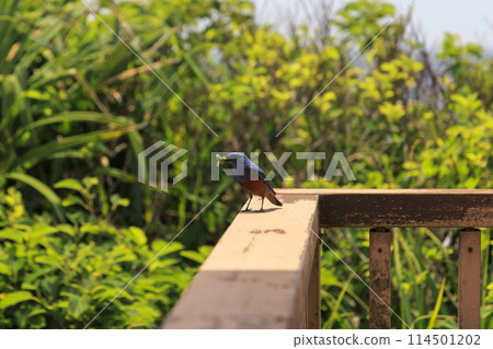 黃腹鵯(拍攝於沖繩) 黃腹鵯(拍攝於沖繩) 114501202