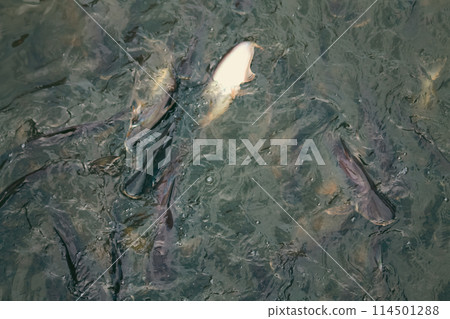 A shoal of farmed catfish swimming close together in murky water during harvesting, creating a natural pattern 114501288