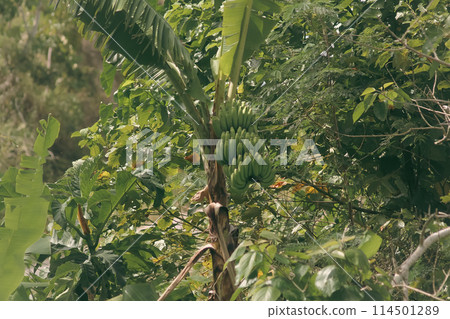 Green banana fruit bunch hanging from a banana tree surrounded by dense foliage 114501289