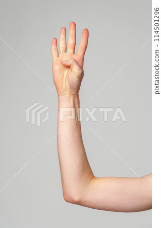 Raised Human Hand Displaying Four Fingers Against a Neutral Background Raised Human Hand Displaying Four Fingers Against a Neutral Background 114501296