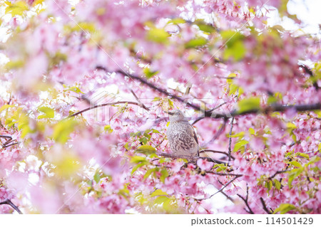 Kawazu cherry blossoms and bulbuls 114501429