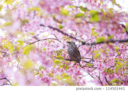 河津櫻花和白頭翁 河津櫻花和白頭翁 114501441