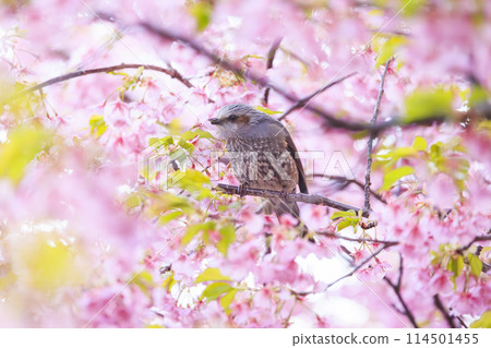 Kawazu cherry blossoms and bulbuls 114501455