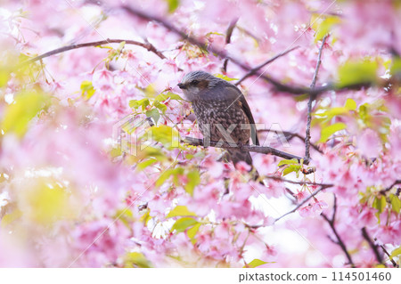 河津櫻花和白頭翁 114501460