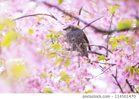 河津櫻花和白頭翁 河津櫻花和白頭翁 114501470
