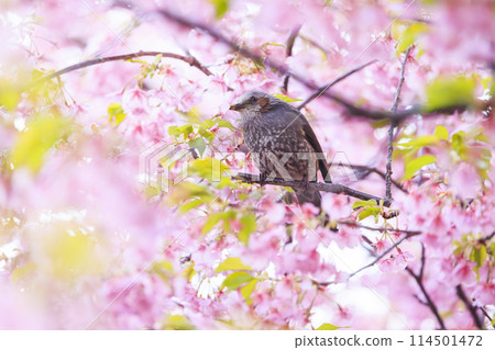 Kawazu cherry blossoms and bulbuls Kawazu cherry blossoms and bulbuls 114501472
