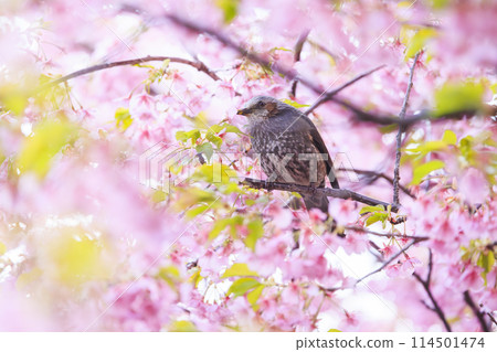 河津櫻花和白頭翁 河津櫻花和白頭翁 114501474
