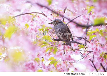 河津櫻花和白頭翁 114501477