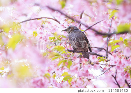 Kawazu cherry blossoms and bulbuls 114501480