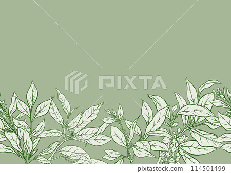 Branch with leaves of green tea. Branch with leaves of green tea. 114501499