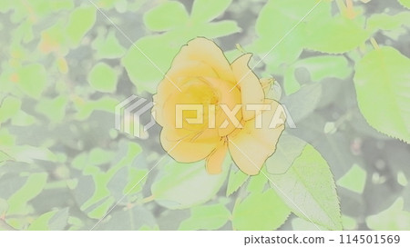 Yellow rose 114501569