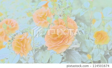 華麗的橙色玫瑰 華麗的橙色玫瑰 114501674